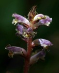 Orobanche minor