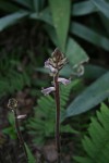 Orobanche minor