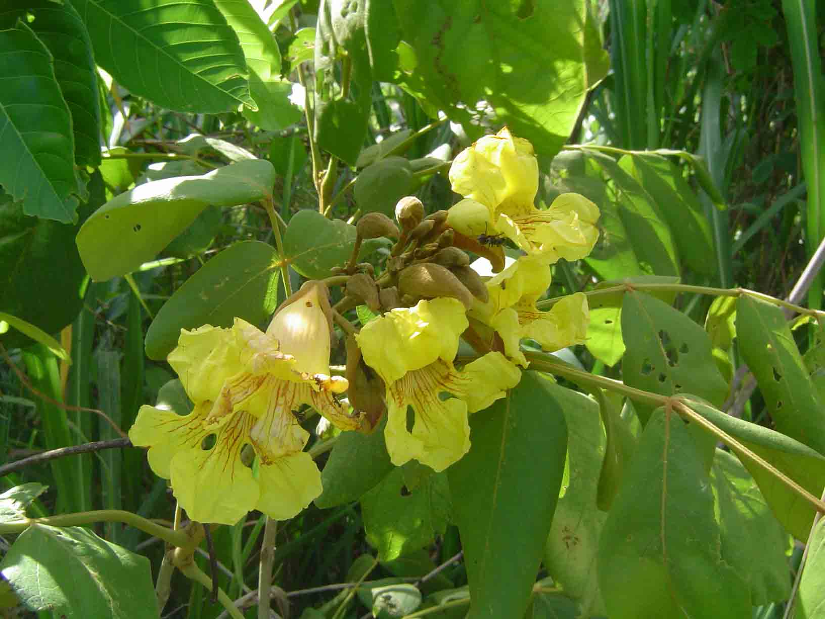 Markhamia obtusifolia Markhamia obtusifolia