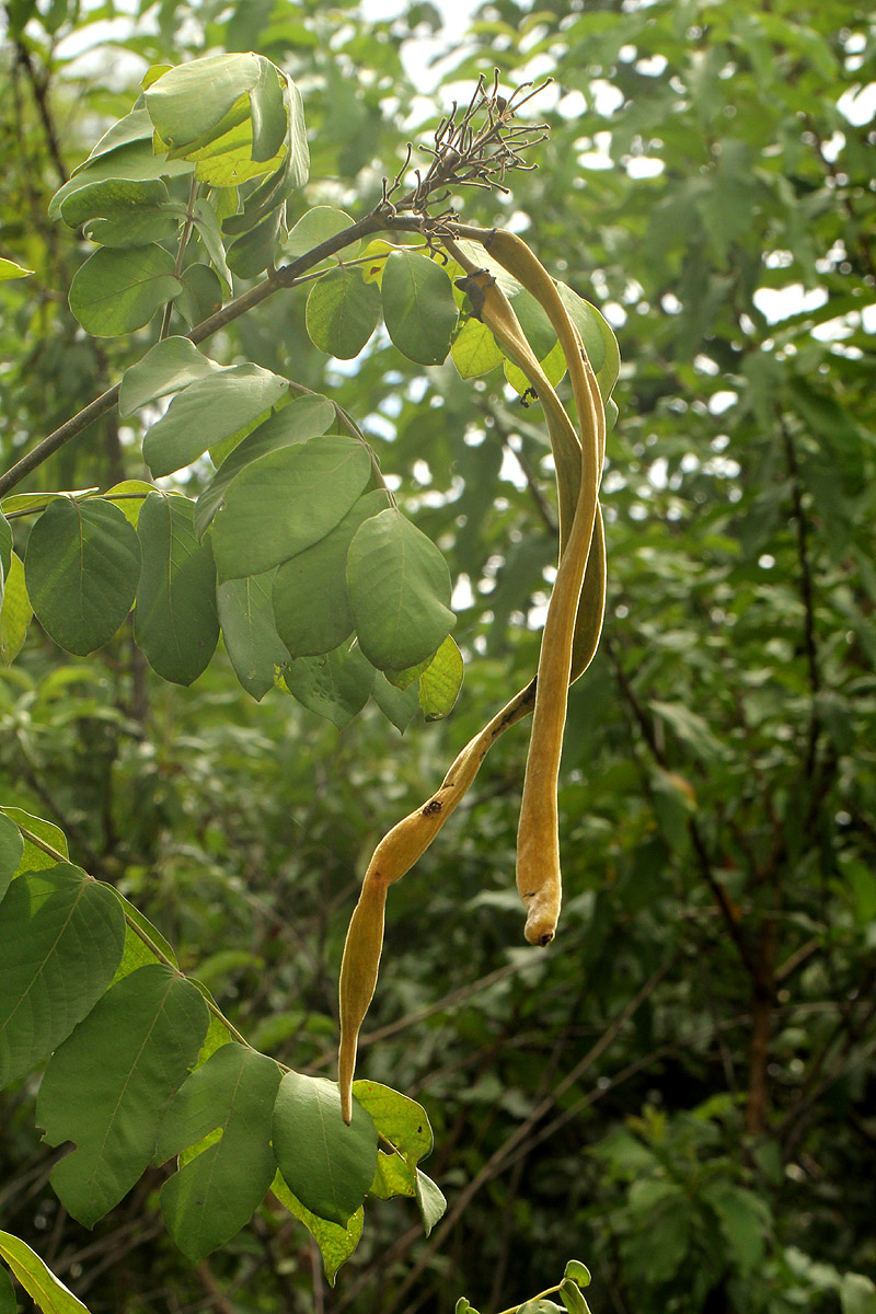 Markhamia obtusifolia Markhamia obtusifolia