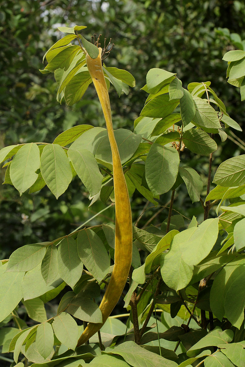 Markhamia obtusifolia Markhamia obtusifolia