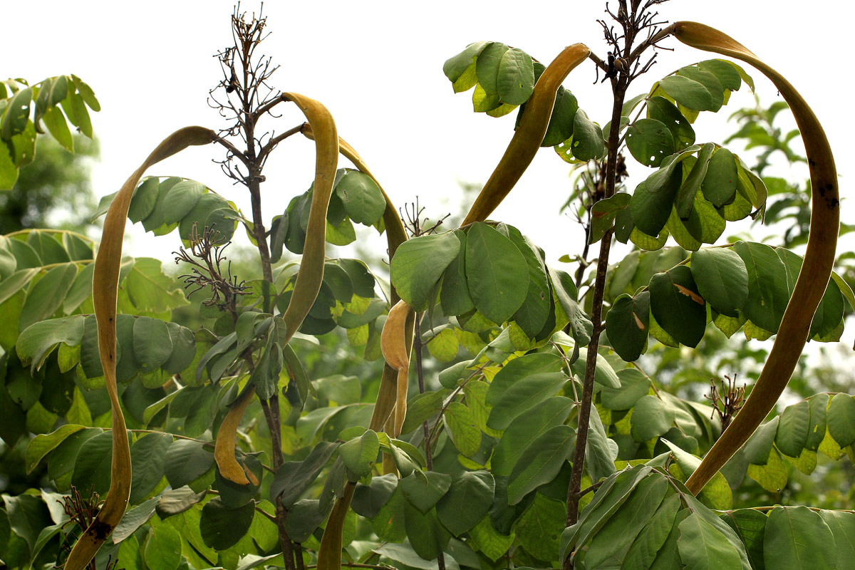 Markhamia obtusifolia Markhamia obtusifolia