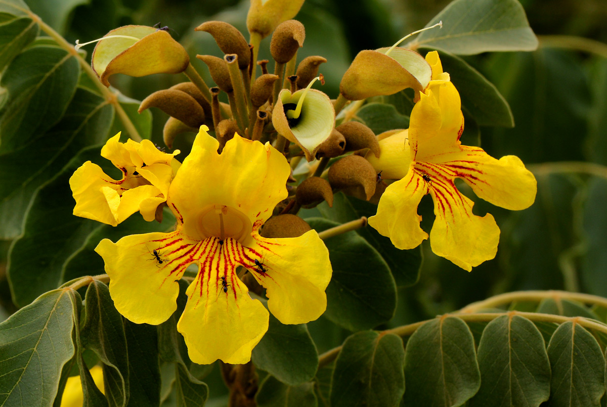 Markhamia obtusifolia Markhamia obtusifolia