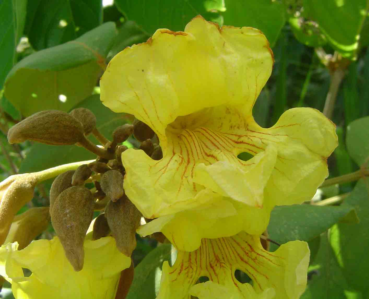 Markhamia obtusifolia Markhamia obtusifolia