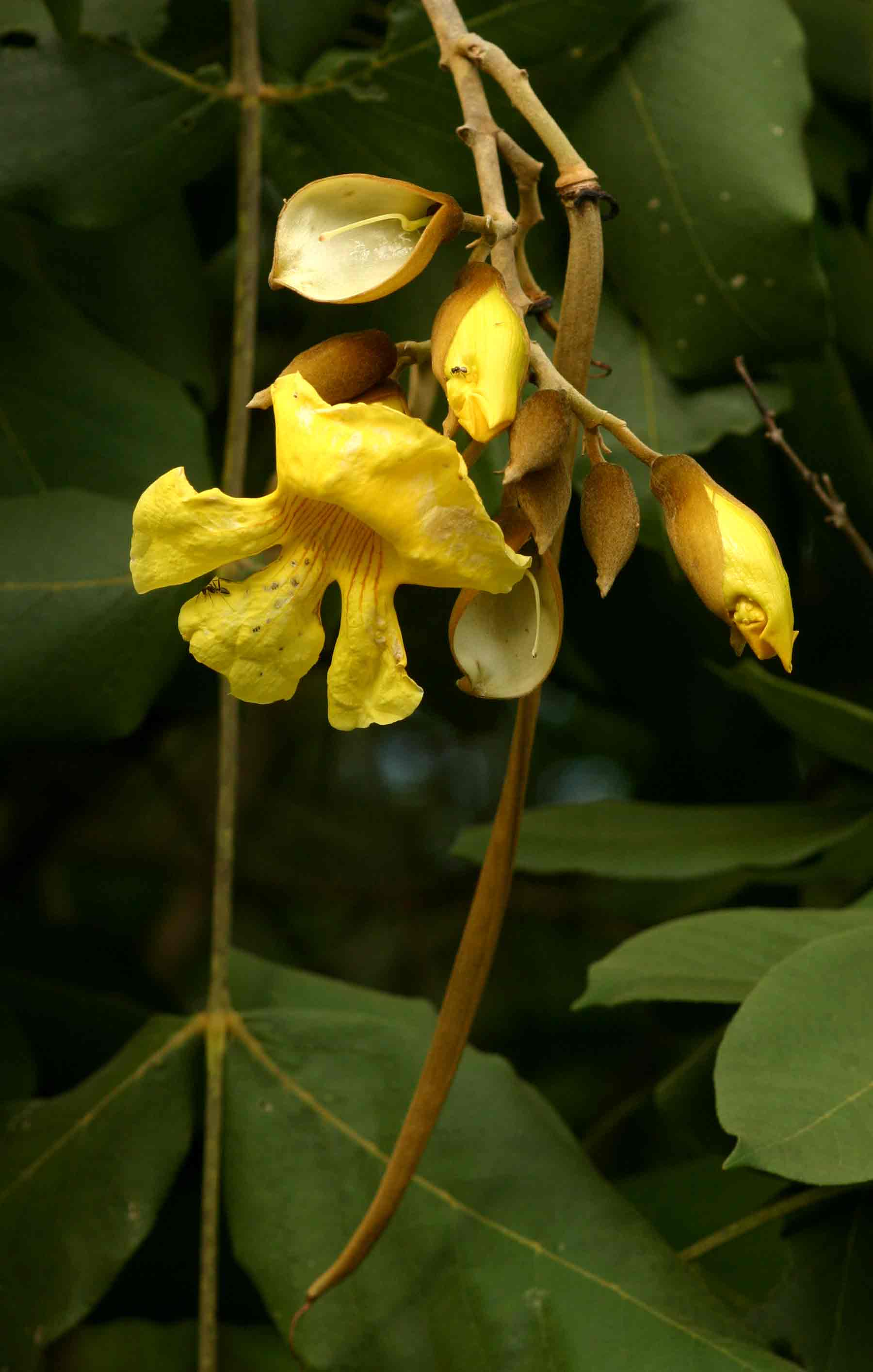 Markhamia obtusifolia Markhamia obtusifolia