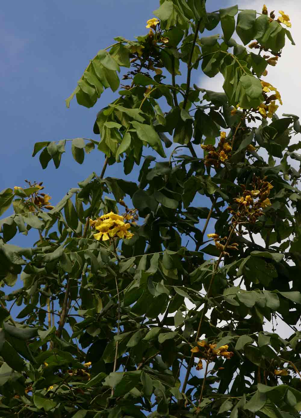 Markhamia obtusifolia Markhamia obtusifolia