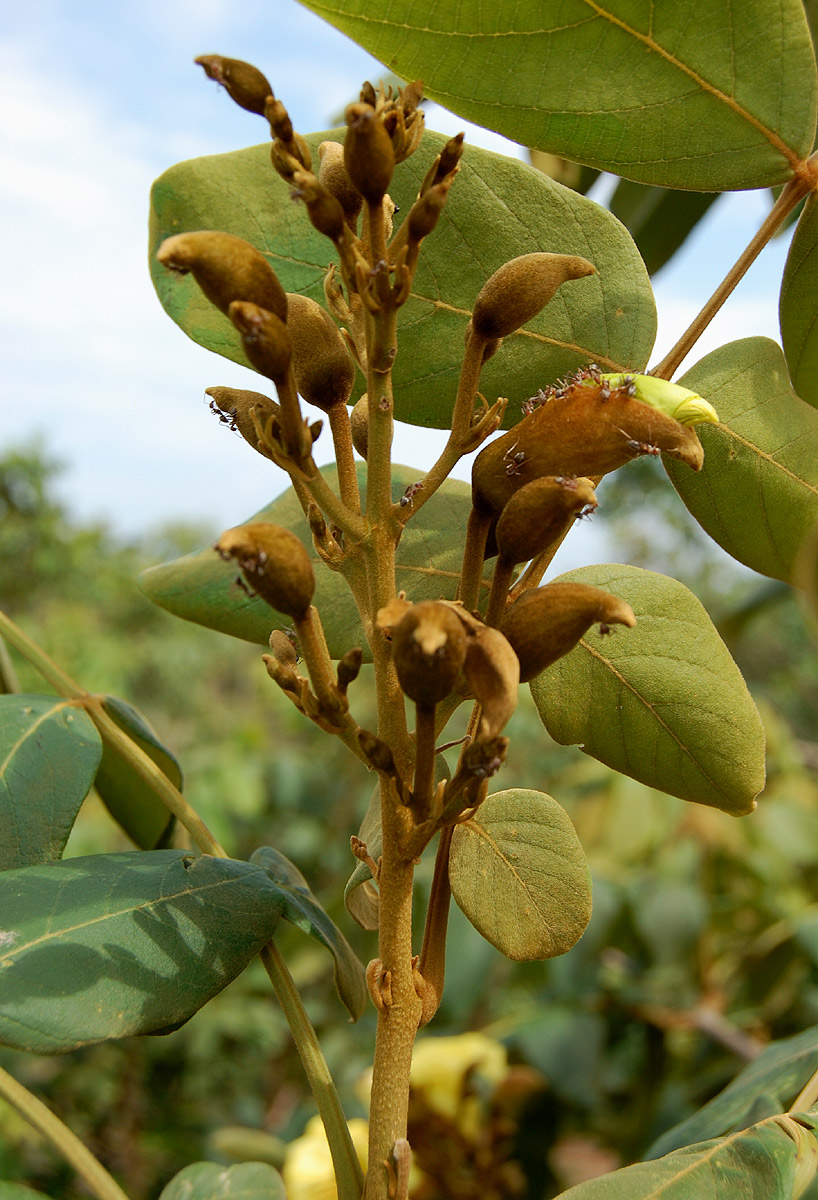 Markhamia obtusifolia Markhamia obtusifolia