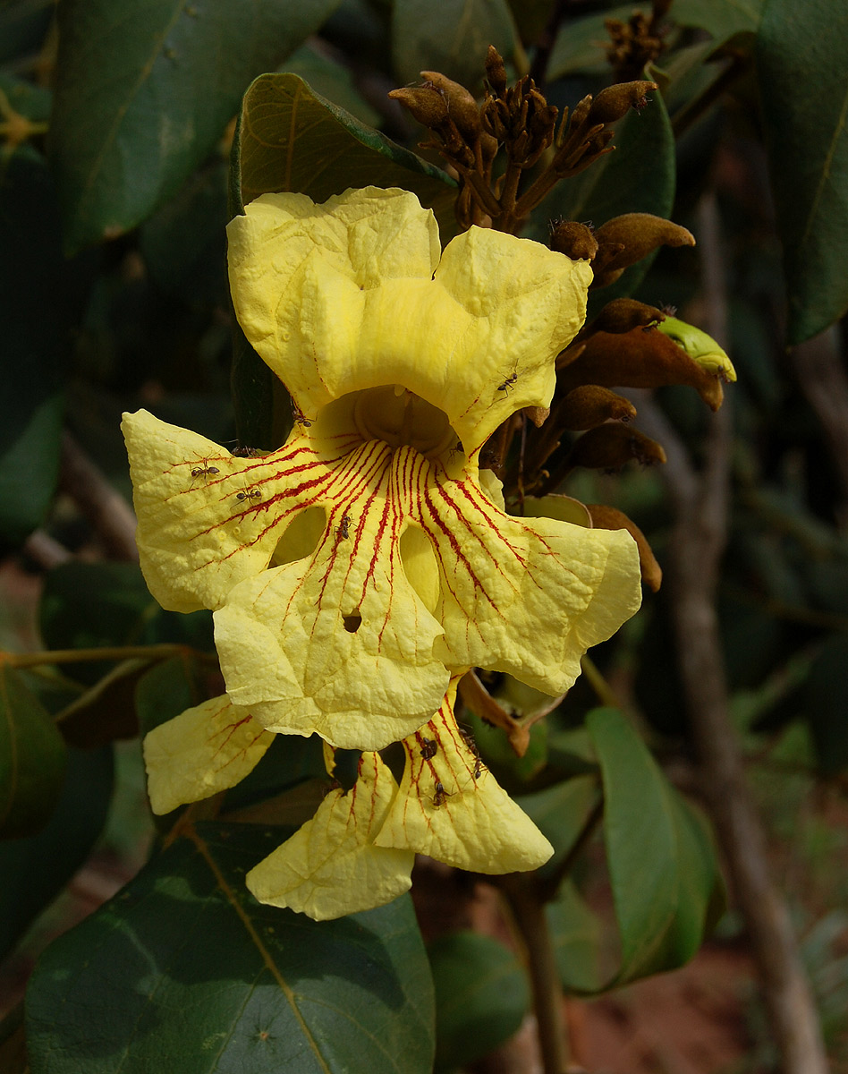 Markhamia obtusifolia