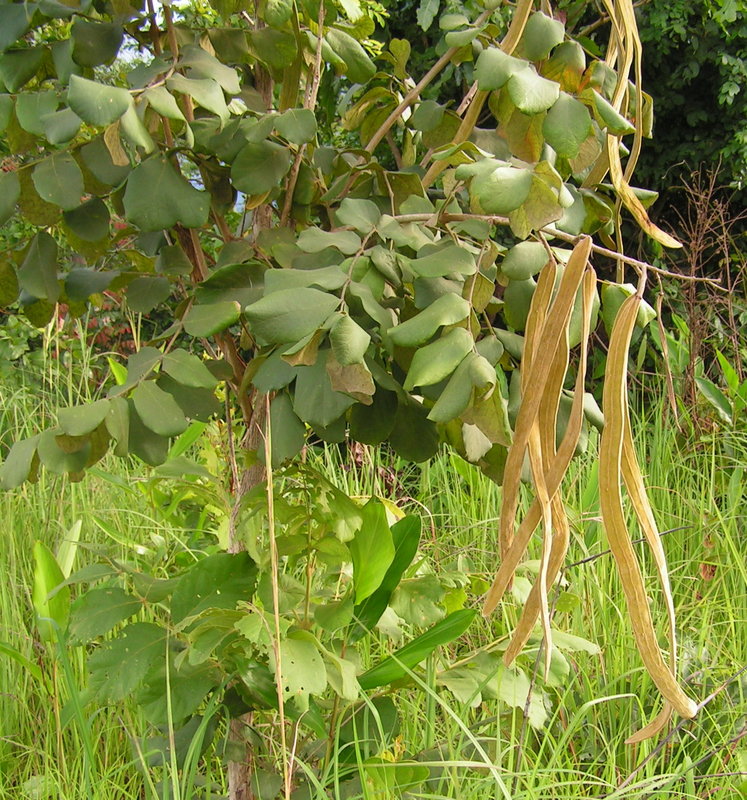 Markhamia obtusifolia Markhamia obtusifolia