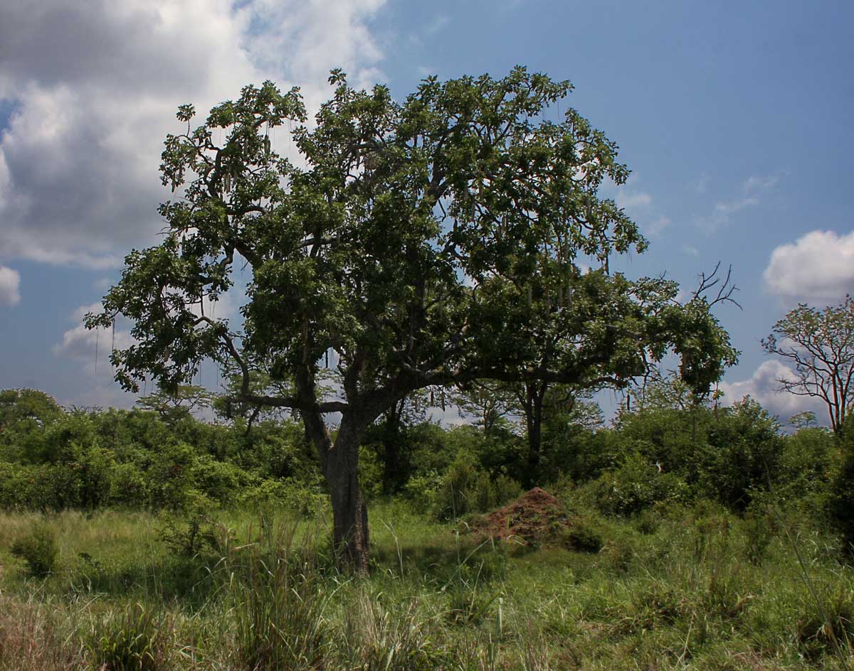 Kigelia africana subsp. africana Kigelia africana subsp. africana