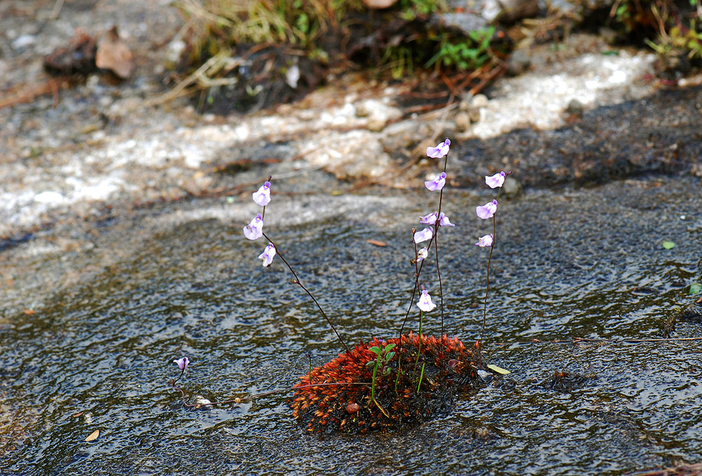 Utricularia livida Utricularia livida