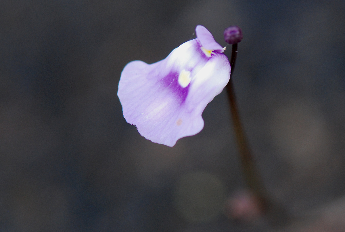 Utricularia livida Utricularia livida