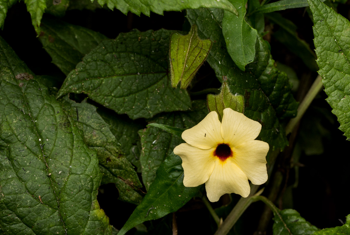Thunbergia alata Thunbergia alata