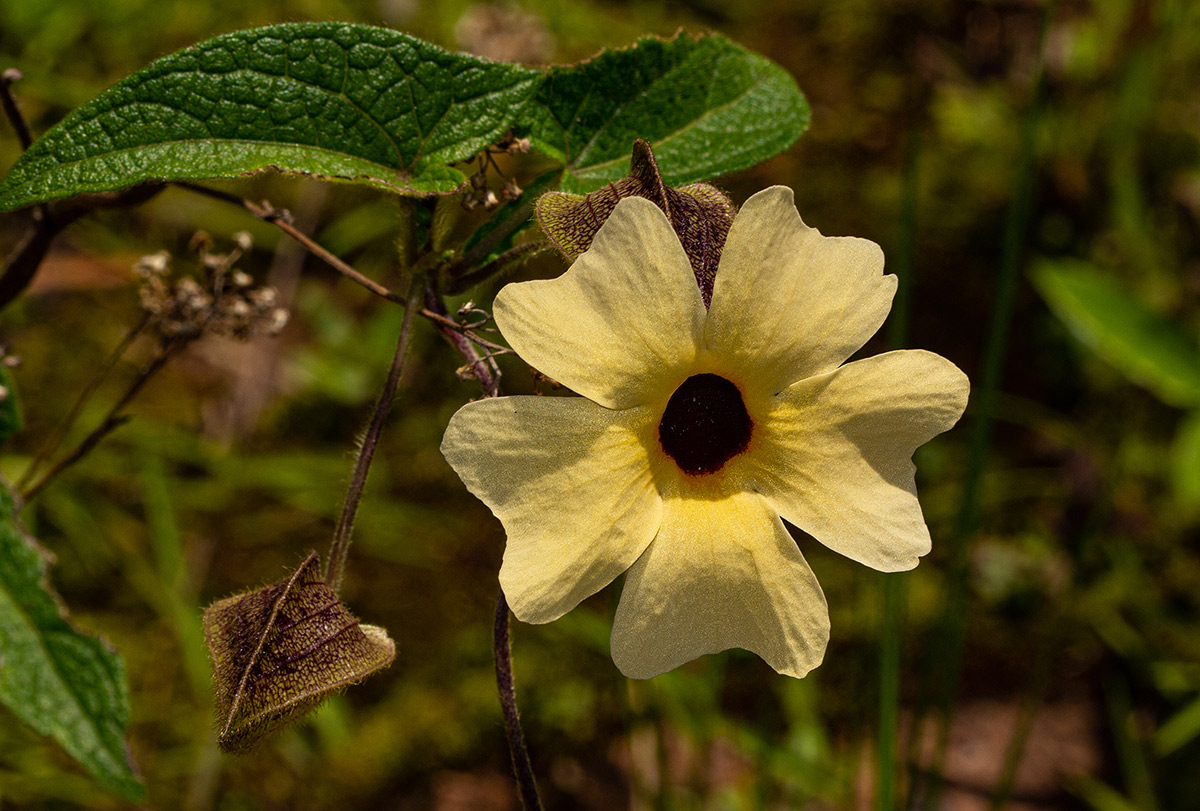 Thunbergia alata Thunbergia alata