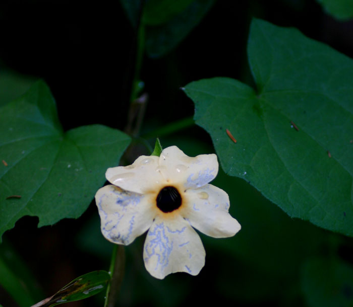 Thunbergia alata Thunbergia alata