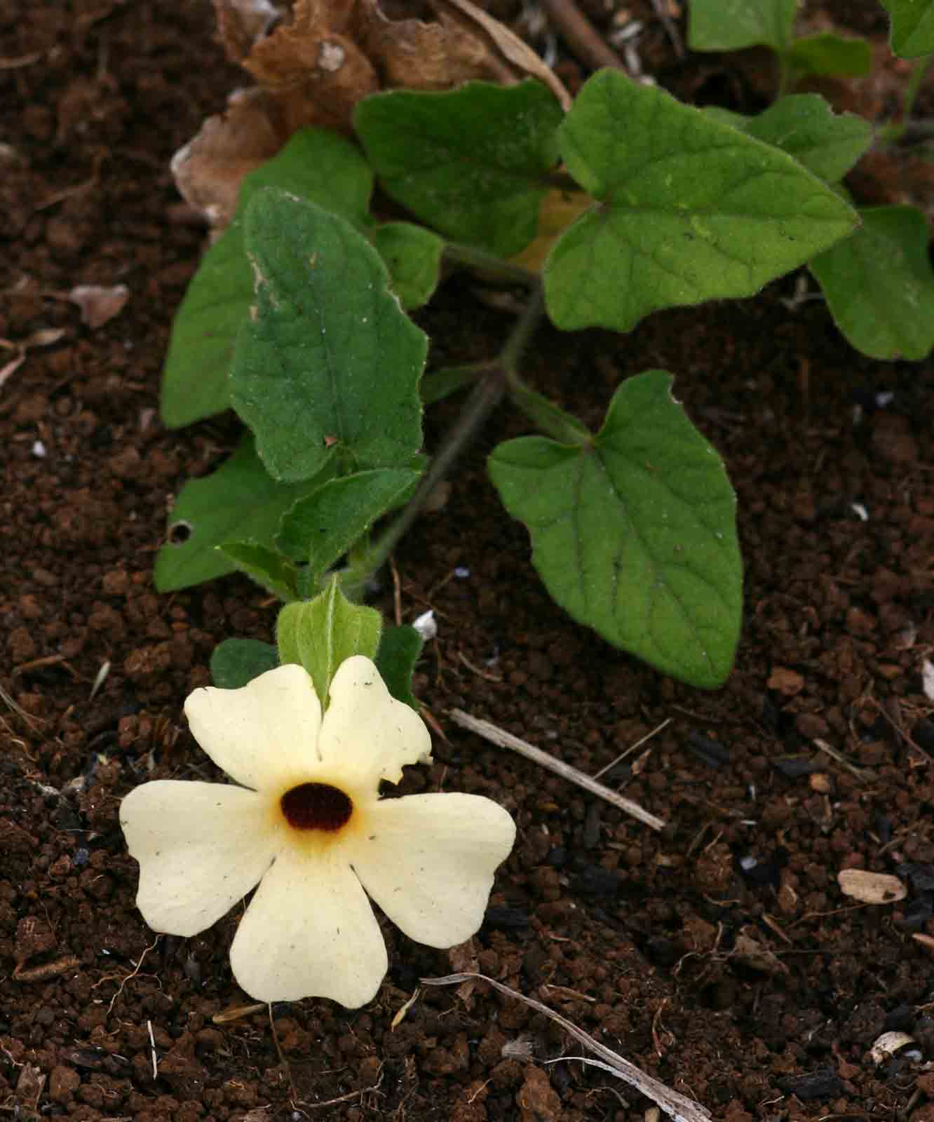 Thunbergia alata
