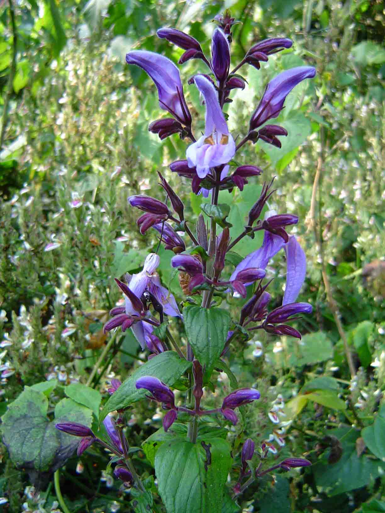 Brillantaisia cicatricosa