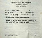 Hygrophila spiciformis