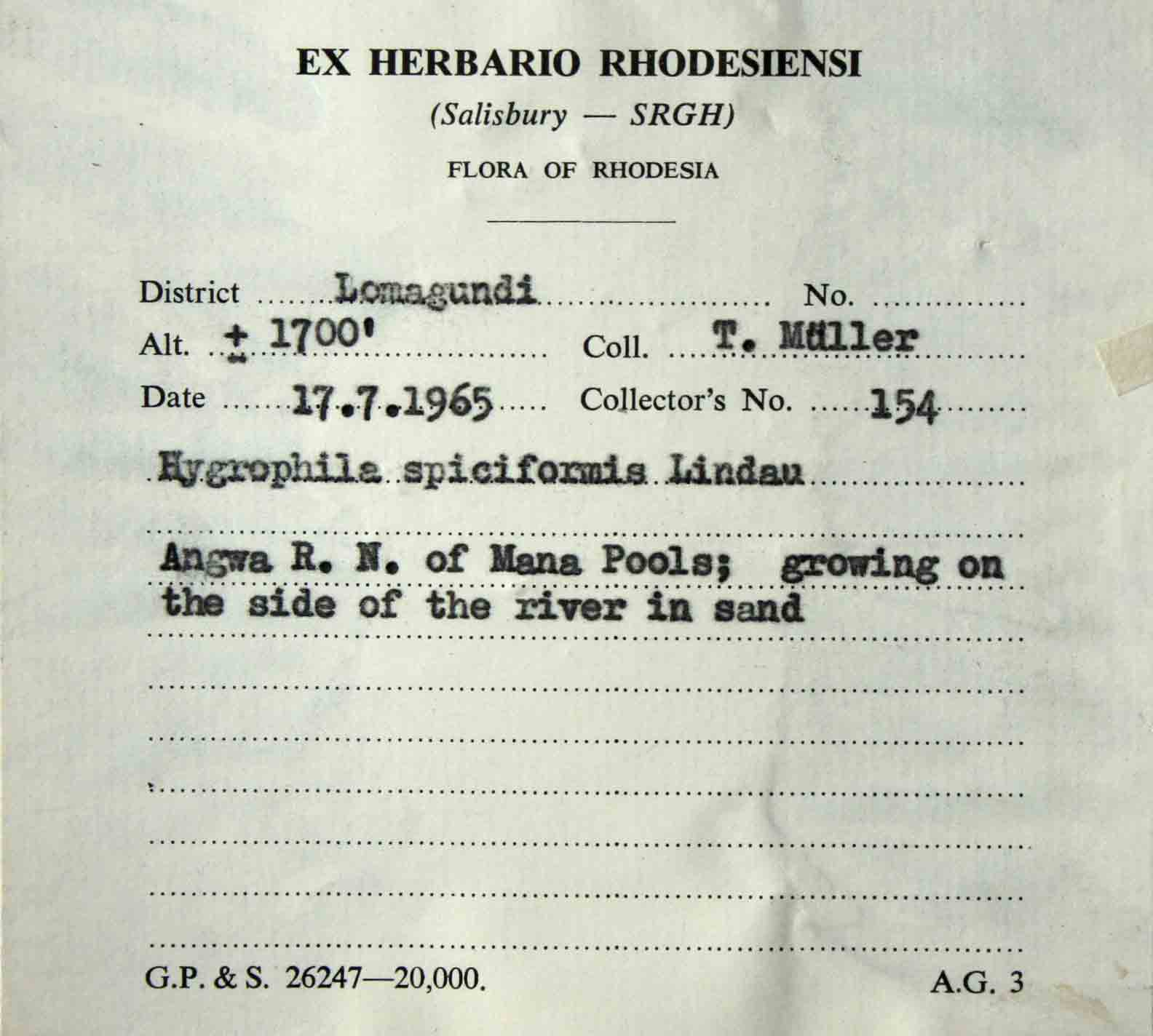 Hygrophila spiciformis