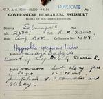 Hygrophila spiciformis