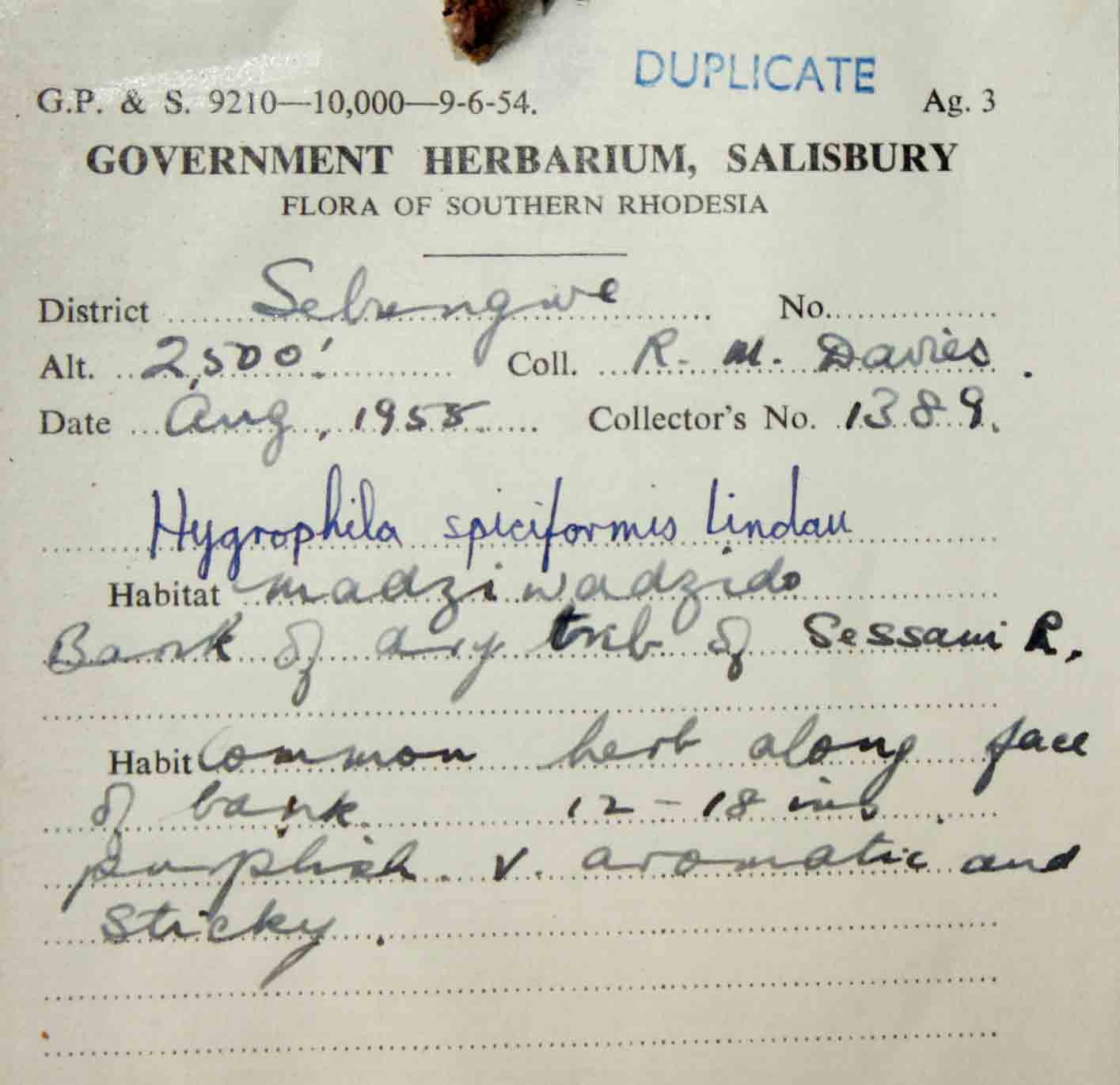 Hygrophila spiciformis Hygrophila spiciformis