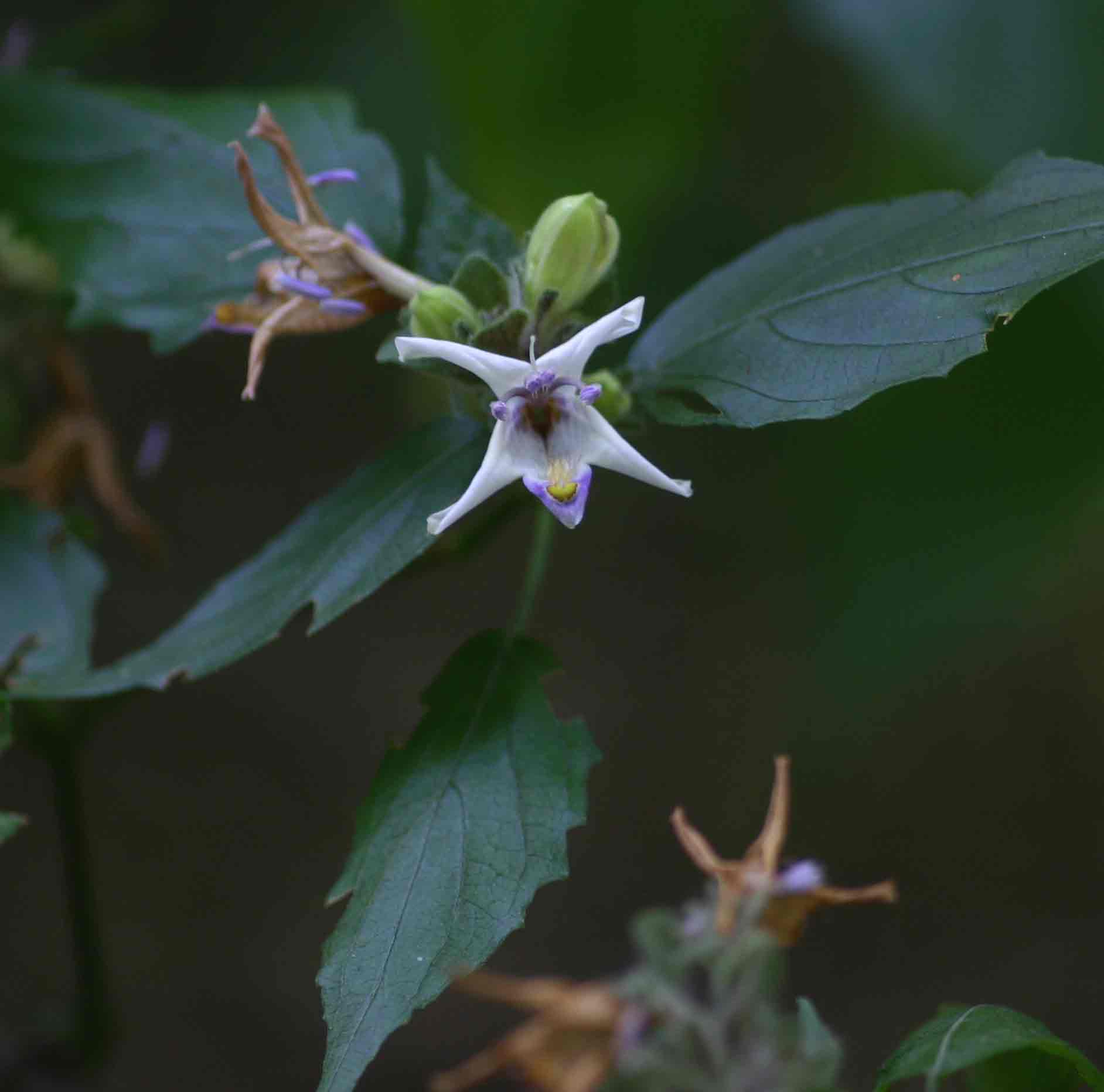 Mellera lobulata Mellera lobulata