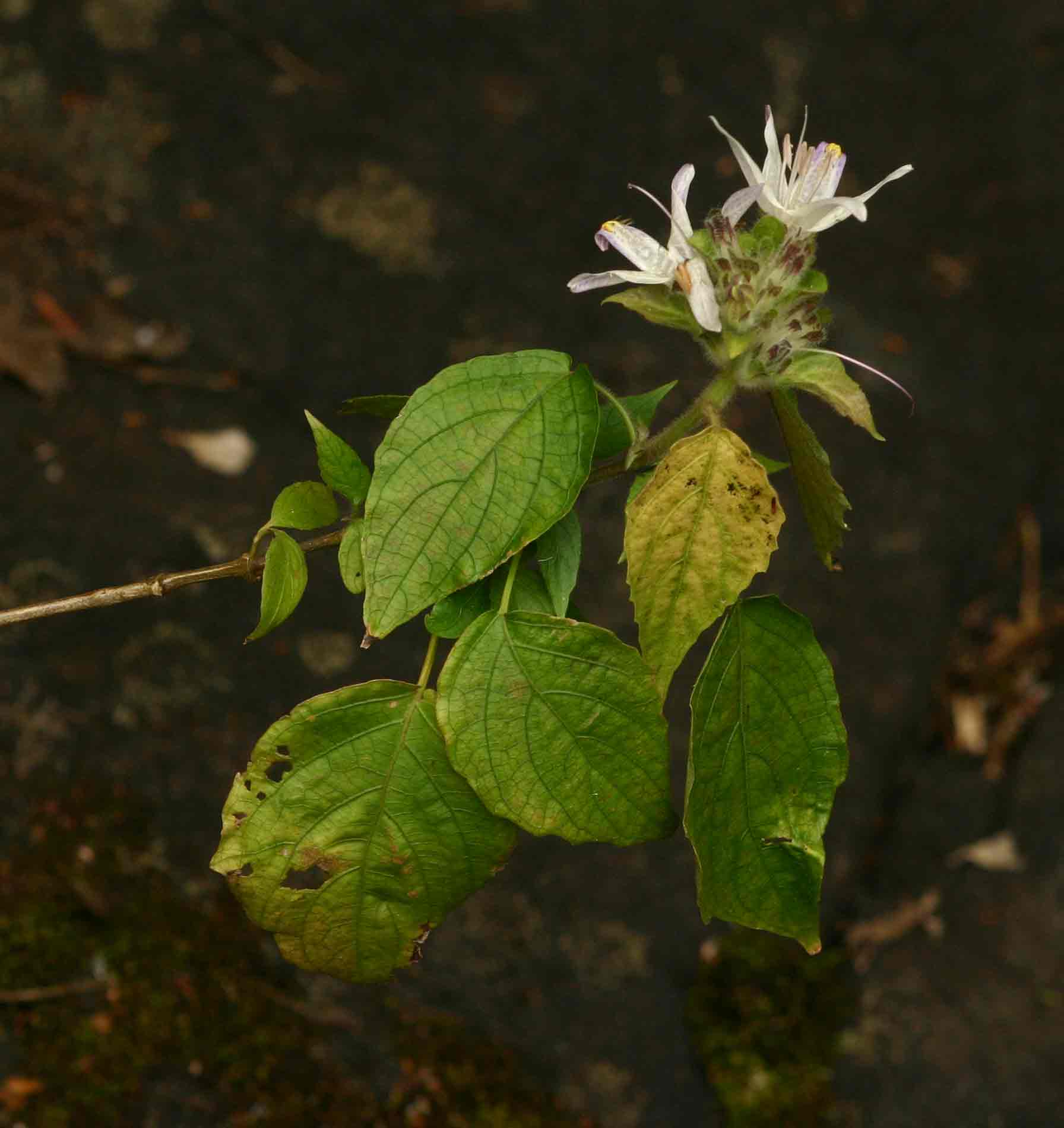 Mellera lobulata Mellera lobulata