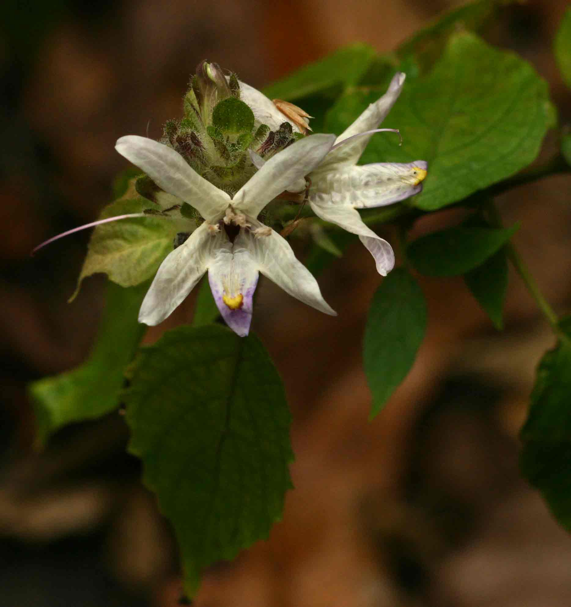 Mellera lobulata Mellera lobulata