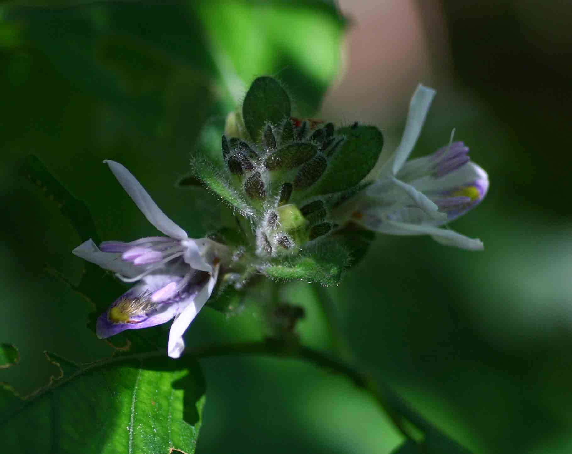 Mellera lobulata Mellera lobulata
