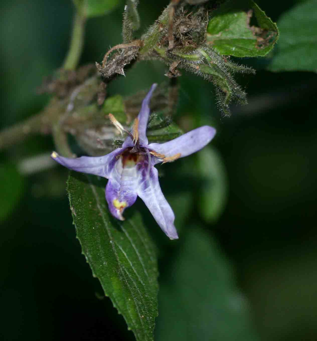 Mellera lobulata Mellera lobulata