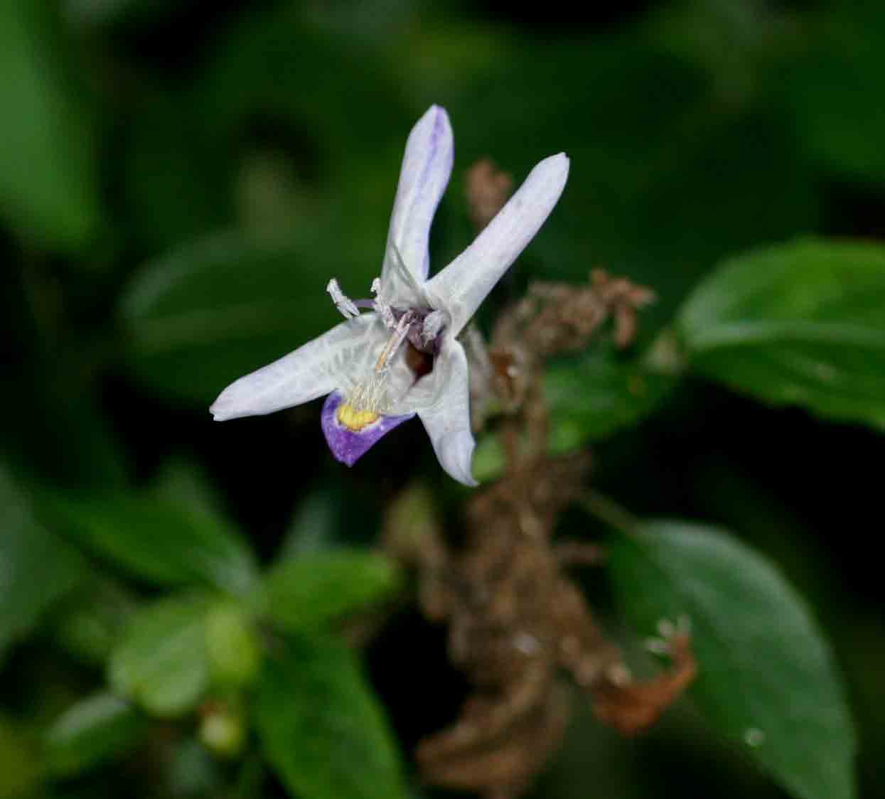 Mellera lobulata Mellera lobulata