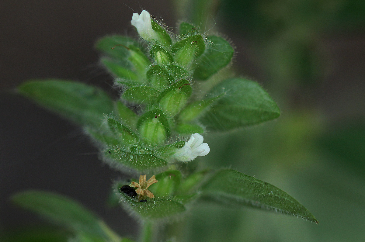 Phaulopsis imbricata subsp. imbricata