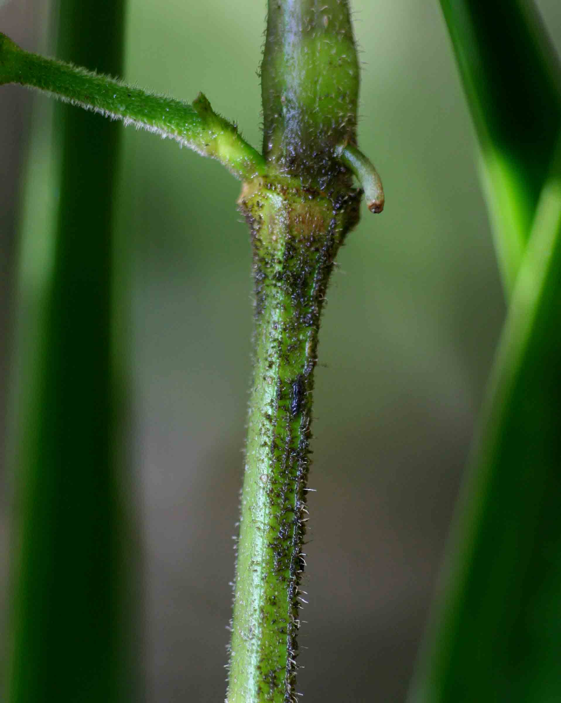 Phaulopsis imbricata subsp. imbricata Phaulopsis imbricata subsp. imbricata