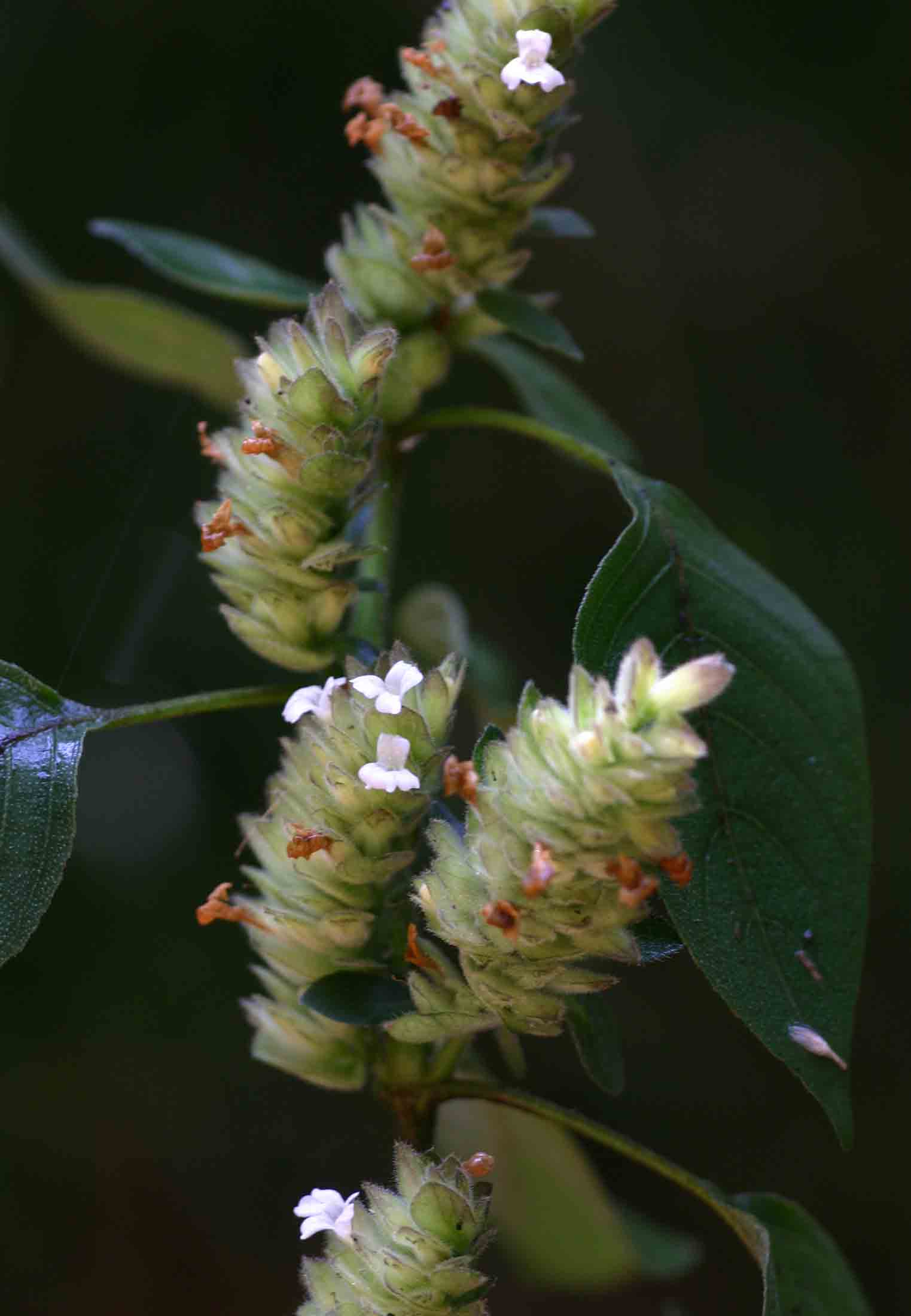 Phaulopsis imbricata subsp. imbricata Phaulopsis imbricata subsp. imbricata