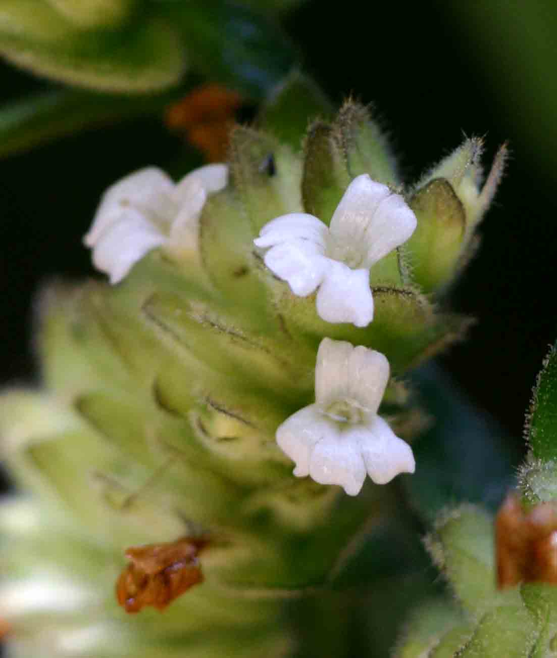 Phaulopsis imbricata subsp. imbricata Phaulopsis imbricata subsp. imbricata
