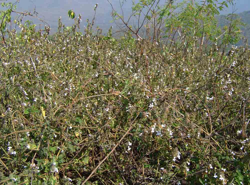 Phaulopsis imbricata subsp. imbricata