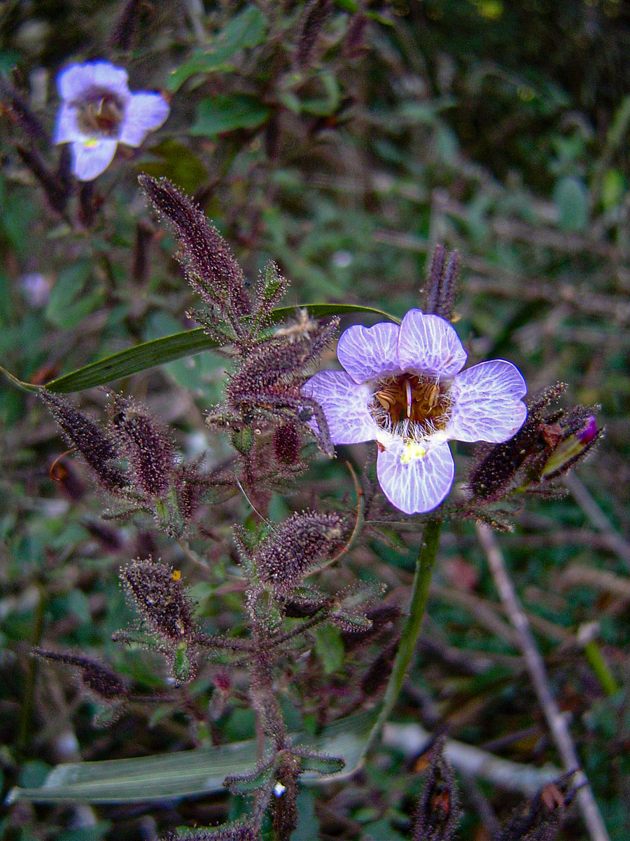 Mimulopsis solmsii Mimulopsis solmsii