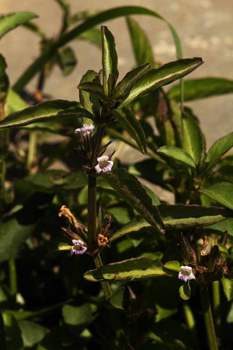 Dyschoriste nagchana Dyschoriste nagchana