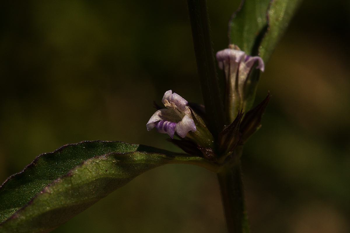 Dyschoriste nagchana