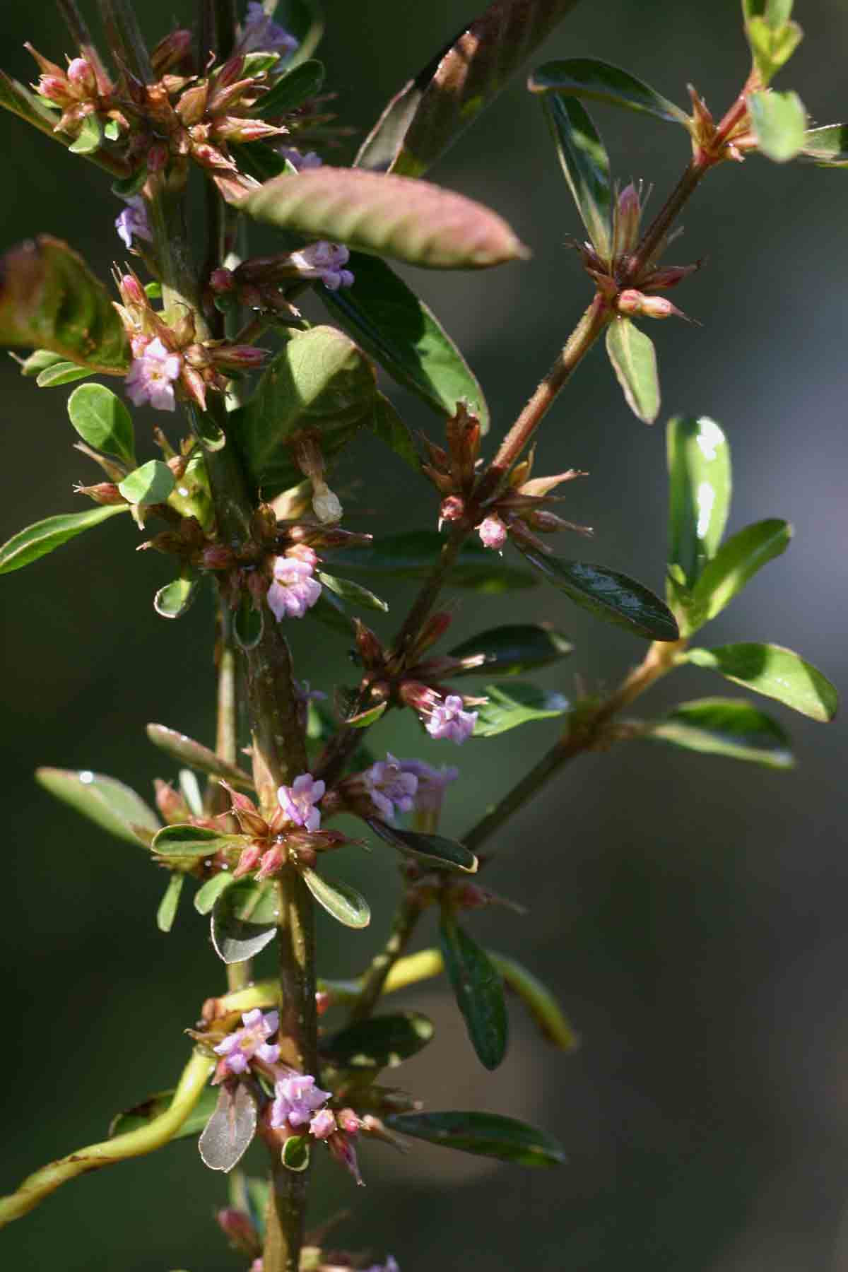 Dyschoriste nagchana