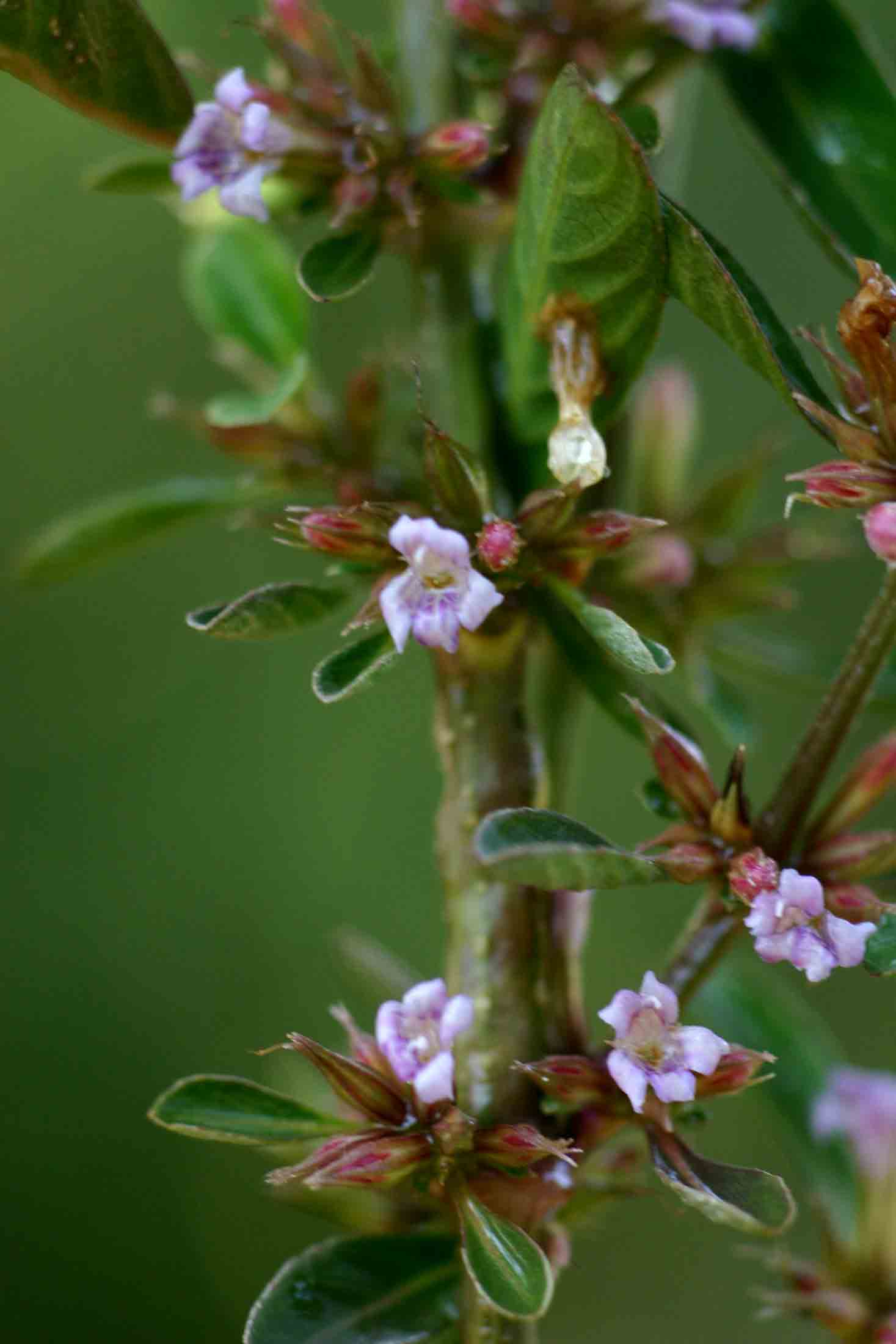 Dyschoriste nagchana