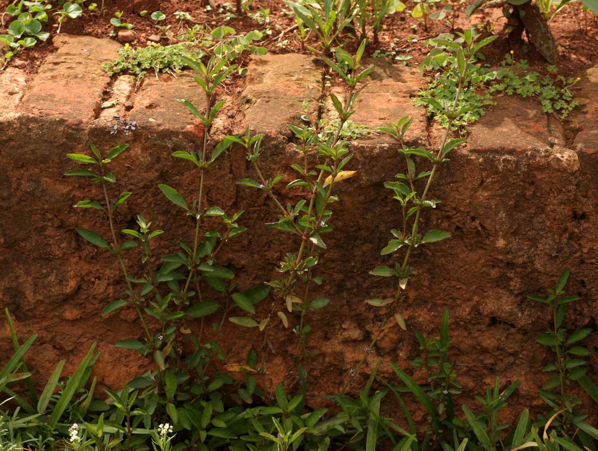 Dyschoriste nagchana Dyschoriste nagchana