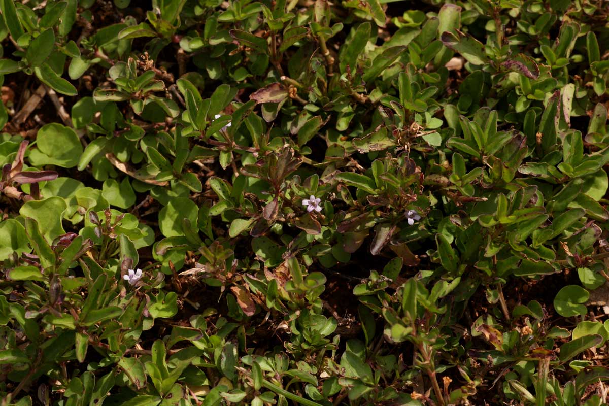 Dyschoriste nagchana