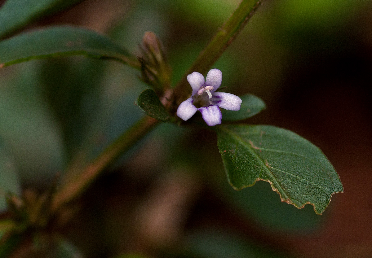 Dyschoriste nagchana Dyschoriste nagchana