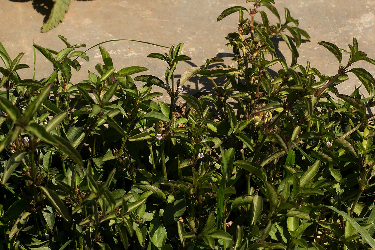 Dyschoriste nagchana Dyschoriste nagchana