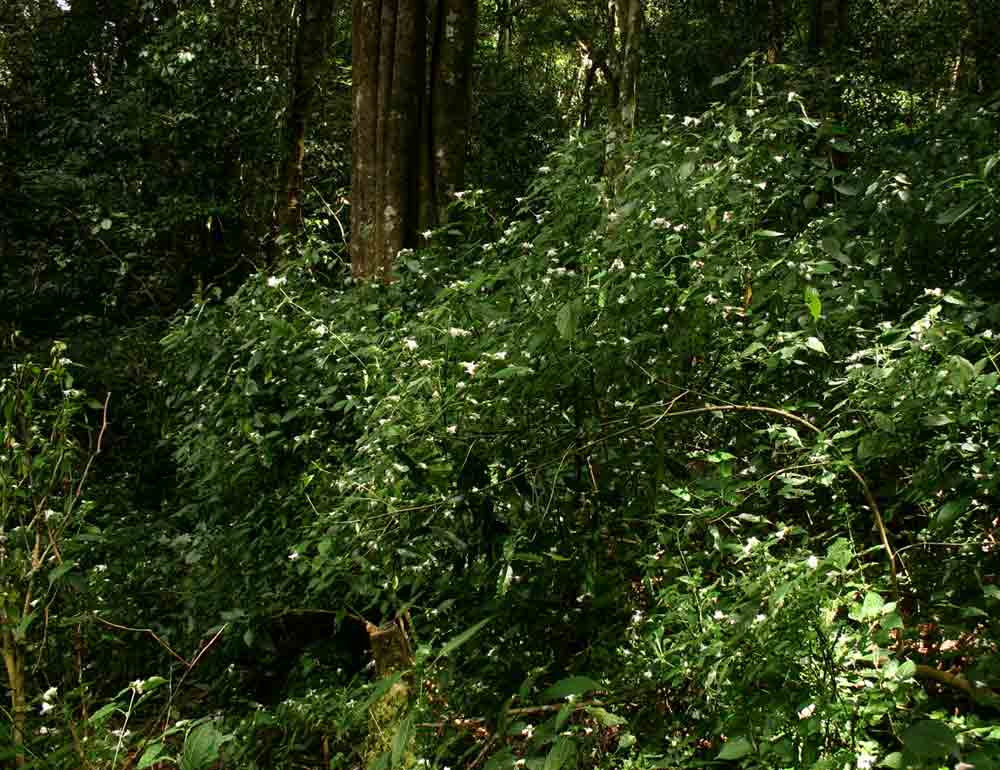 Acanthopale pubescens