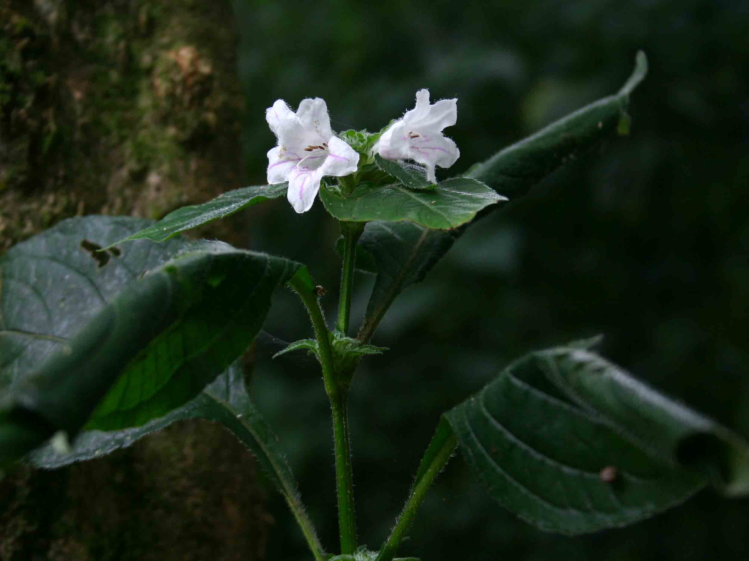 Acanthopale pubescens