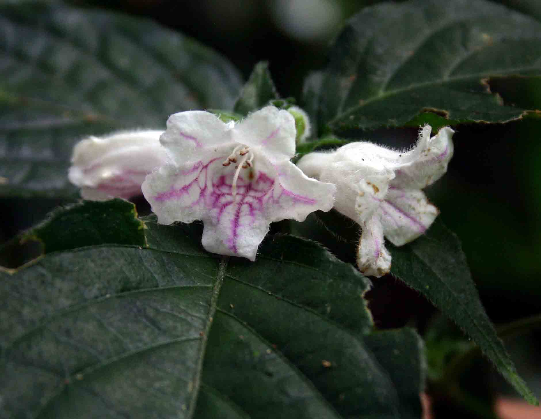 Acanthopale pubescens