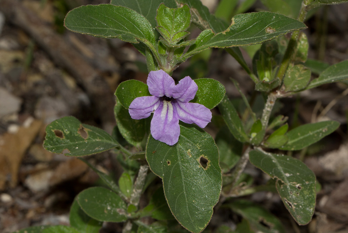 Ruellia patula Ruellia patula