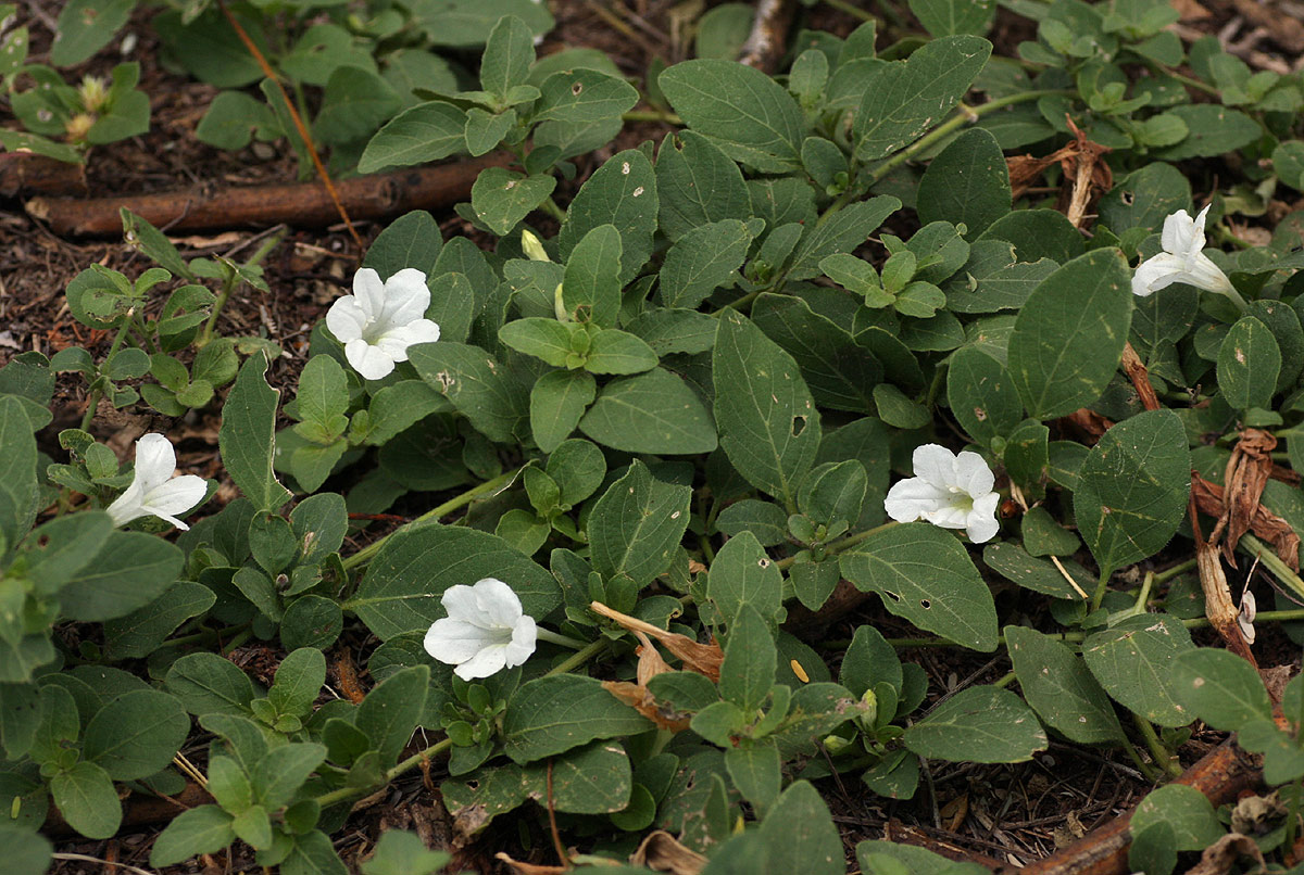 Ruellia patula